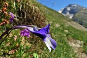 MONTI VINDIOLO e VETRO ad anello da Zorzone-Pian Bracca in VAL VEDRA il 13 giugno 2019 - FOTOGALLERY